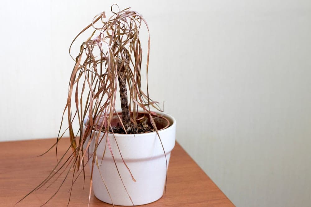 Plant