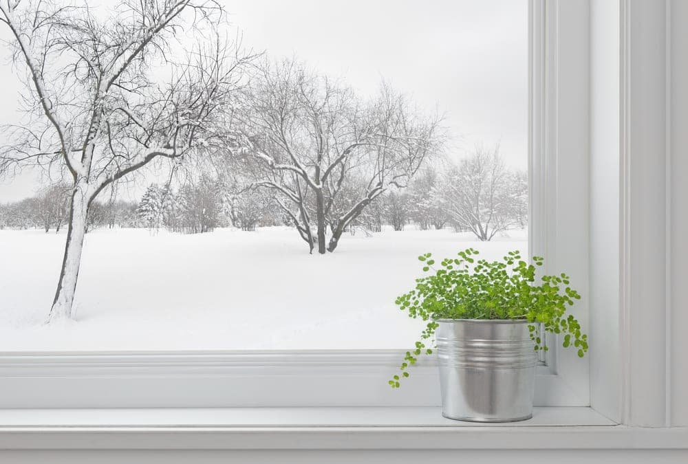 Window