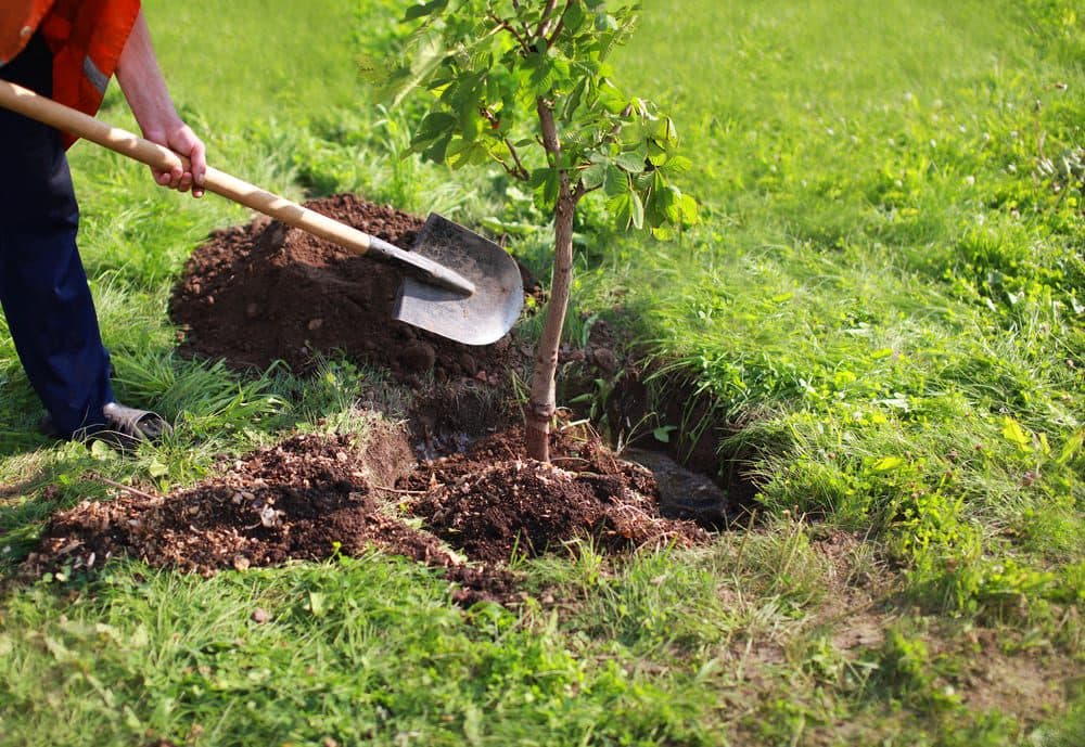 3 Ways to Avoid Sewage Issues When Planting a Tree