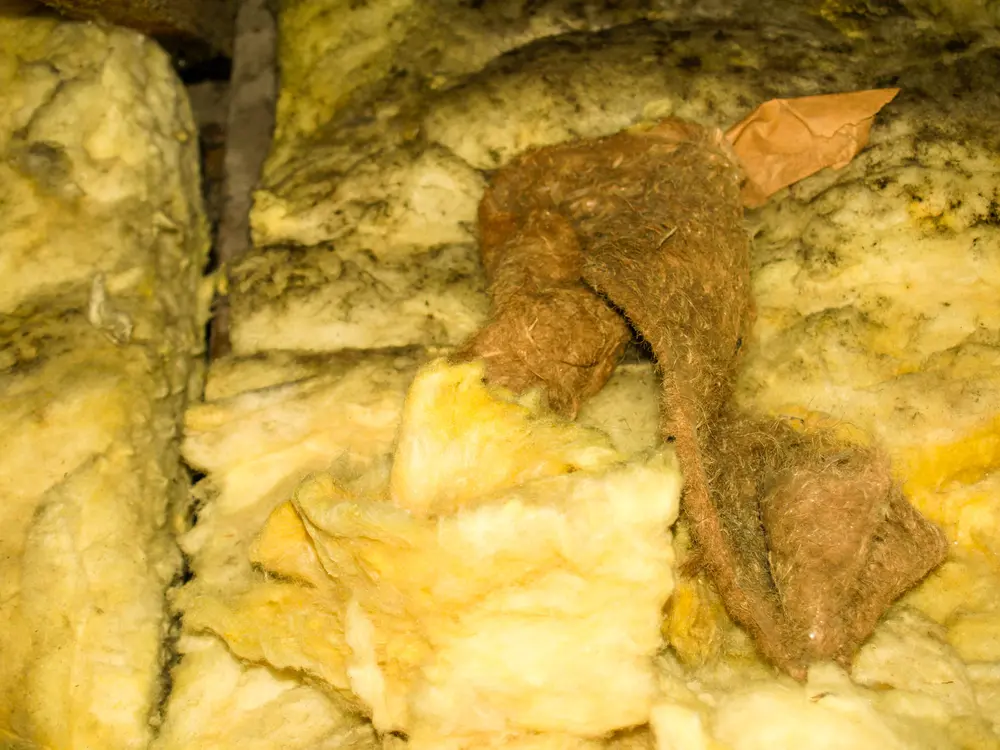 Why Is There Mold on My Insulation?